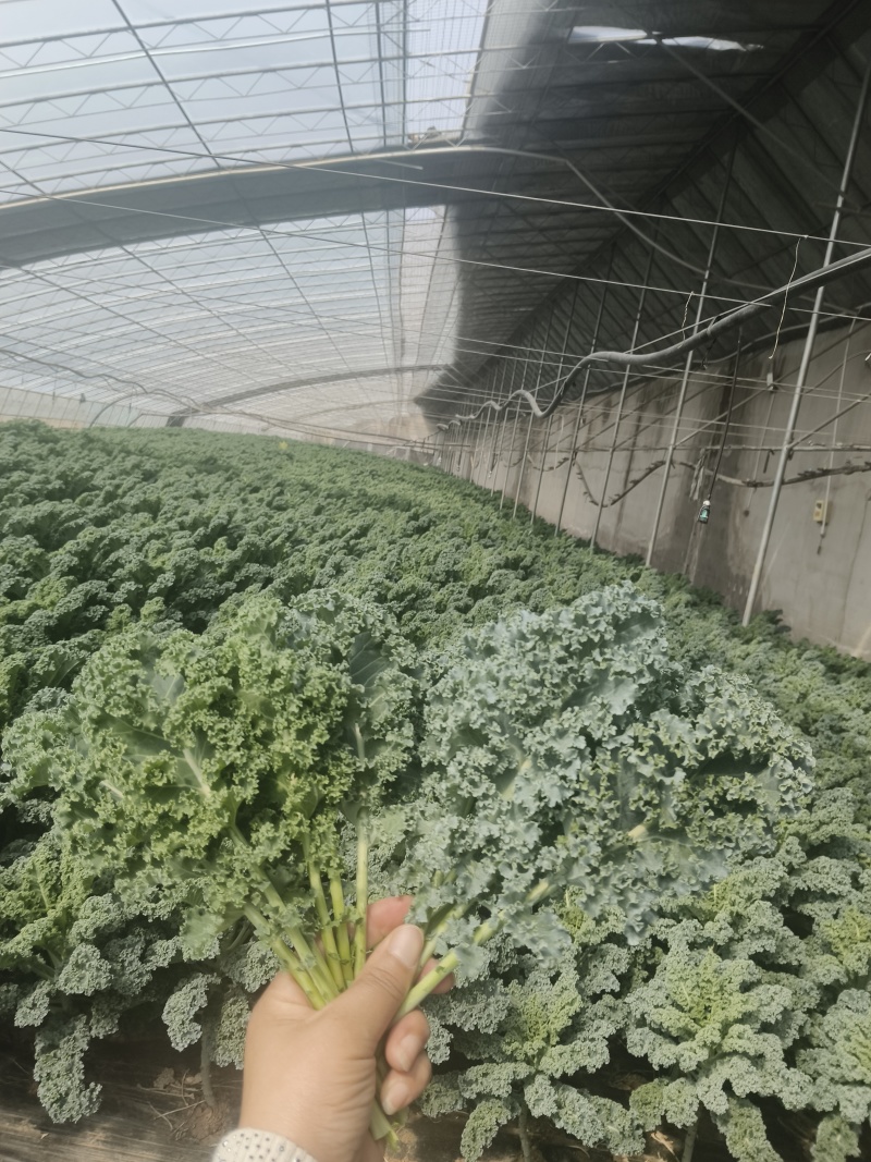 羽衣甘蓝，产地直供，新鲜现摘，量大从优