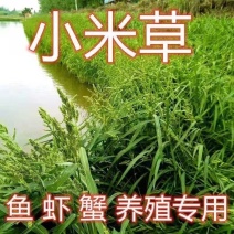 新小米草种子高产耐涝雀叶稗牧草水稗草南稷子池塘养殖鱼虾蟹
