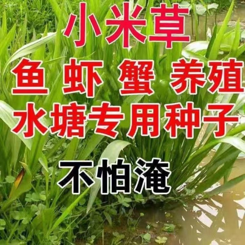 新小米草种子高产耐涝雀叶稗牧草水稗草南稷子池塘养殖鱼虾蟹