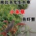 新小米草种子高产耐涝雀叶稗牧草水稗草南稷子池塘养殖鱼虾蟹