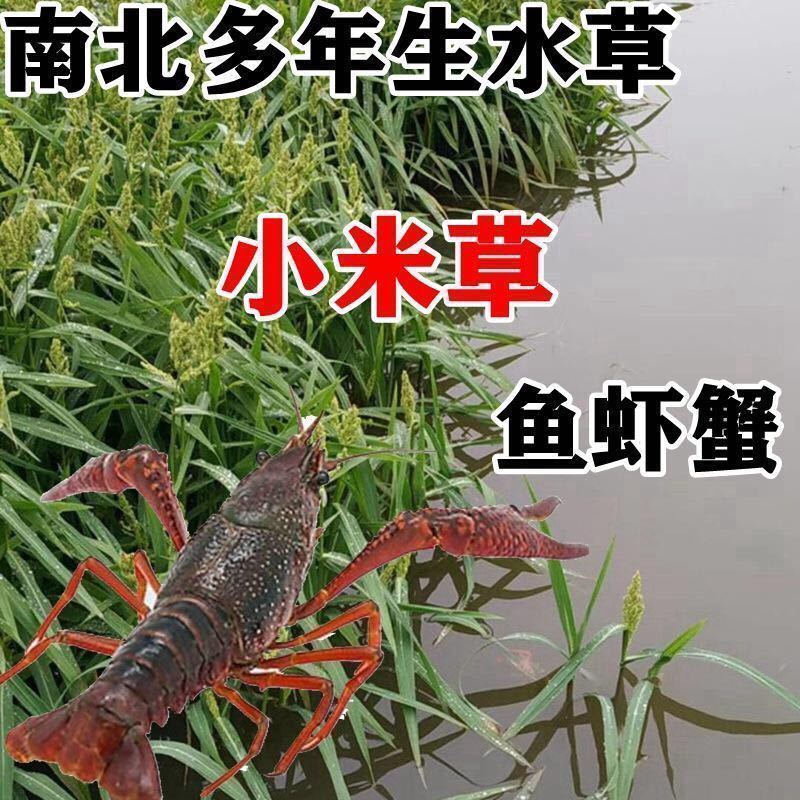 新小米草种子高产耐涝雀叶稗牧草水稗草南稷子池塘养殖鱼虾蟹