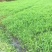 新小米草种子高产耐涝雀叶稗牧草水稗草南稷子池塘养殖鱼虾蟹
