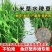 新小米草种子高产耐涝雀叶稗牧草水稗草南稷子池塘养殖鱼虾蟹