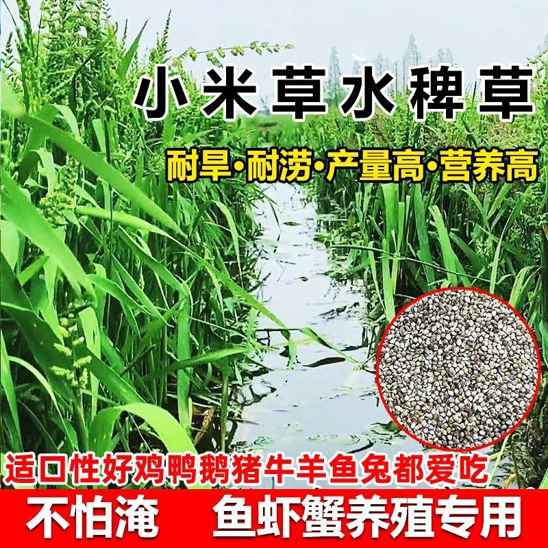 新小米草种子高产耐涝雀叶稗牧草水稗草南稷子池塘养殖鱼虾蟹