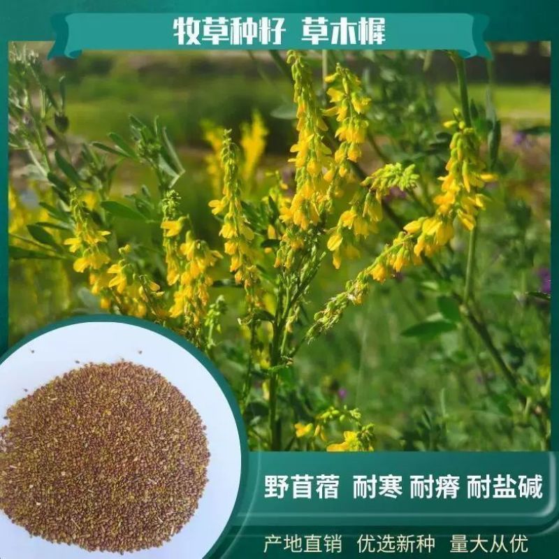 草木樨种子草木犀蜜源植物黄花草牧草型绿肥耐寒