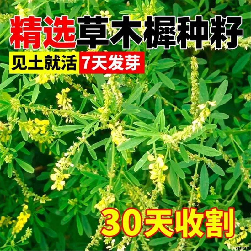 草木樨种子草木犀蜜源植物黄花草牧草型绿肥耐寒