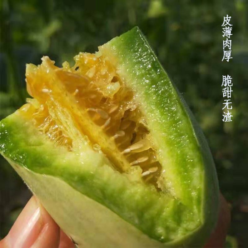 《实力》山东博洋甜瓜品种齐全量大从优一条龙服务价格美丽