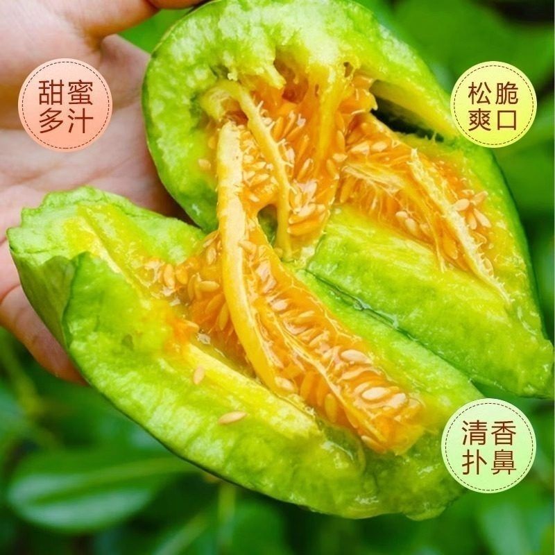《实力》山东博洋甜瓜品种齐全量大从优一条龙服务价格美丽
