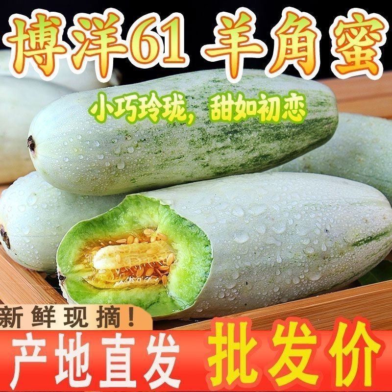 《实力》山东博洋甜瓜品种齐全量大从优一条龙服务价格美丽