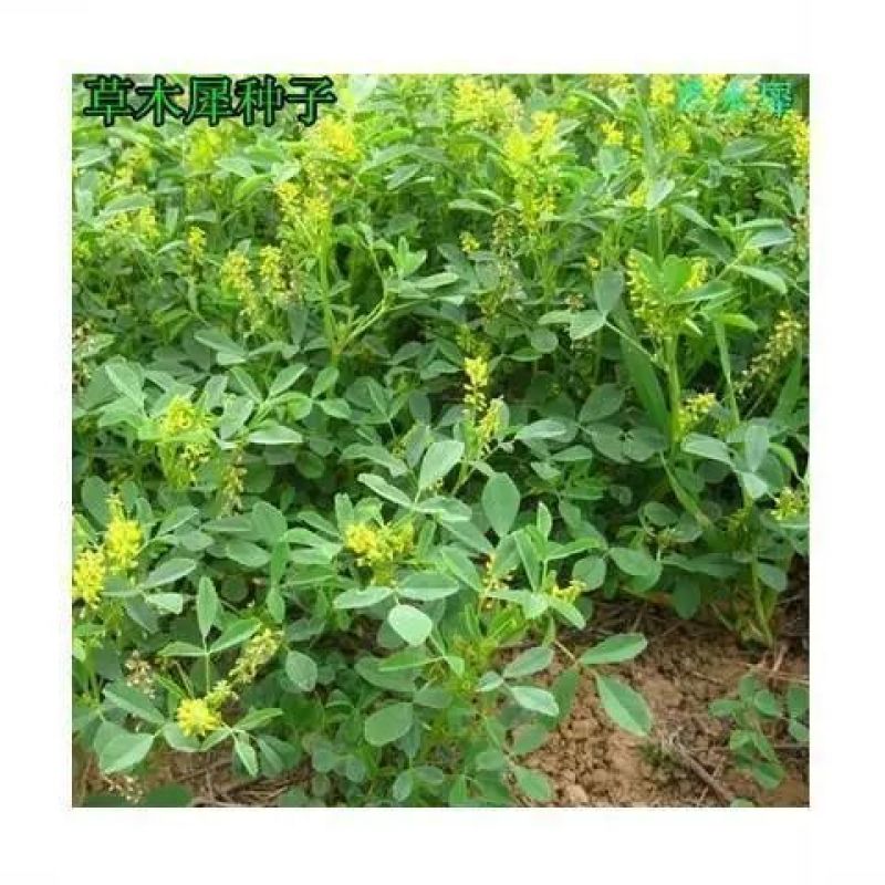 草木樨种子草木犀蜜源植物黄花草牧草型绿肥耐寒