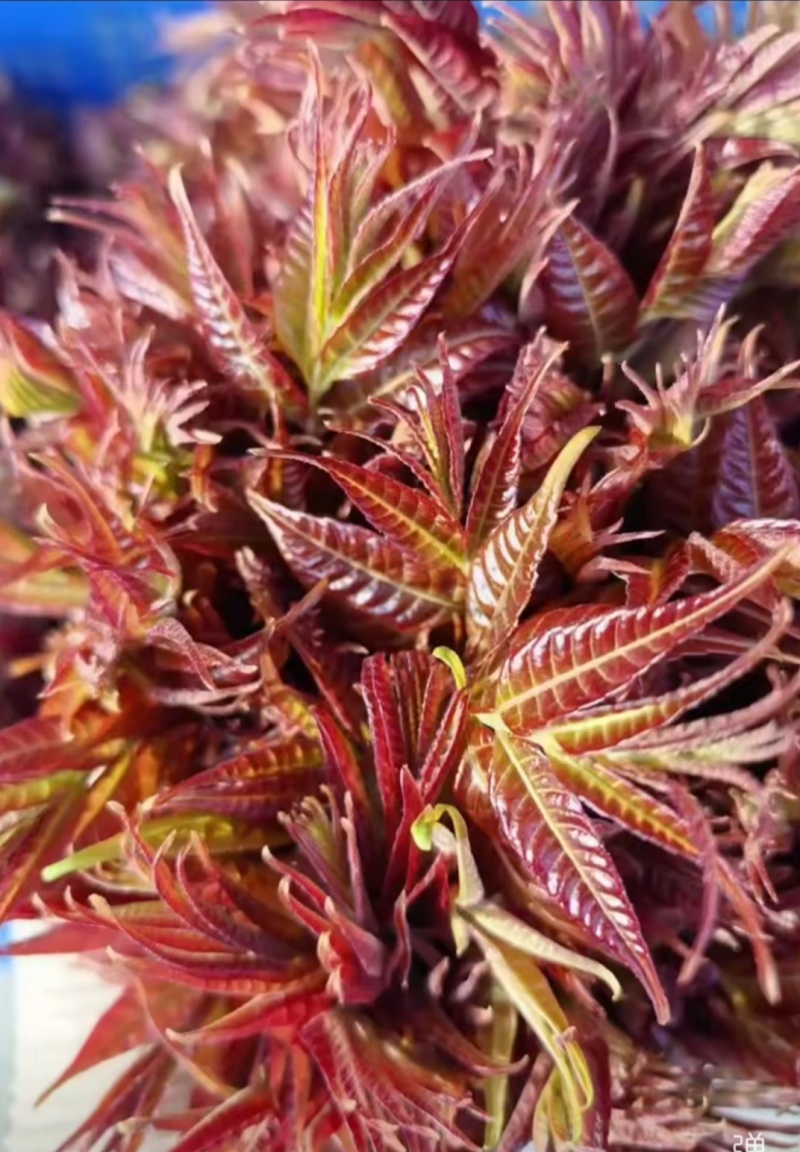 头茬香椿芽