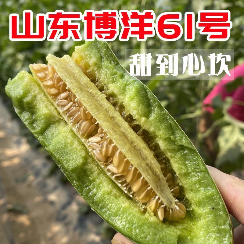 《热卖》山东博洋甜瓜系列规格齐全对接商超团购电商一条龙