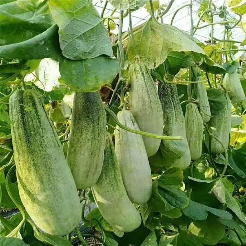 《实力》正宗头茬羊角蜜甜瓜基地直发对接商超团购电商一条龙