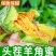 《实力》正宗头茬羊角蜜甜瓜基地直发对接商超团购电商一条龙