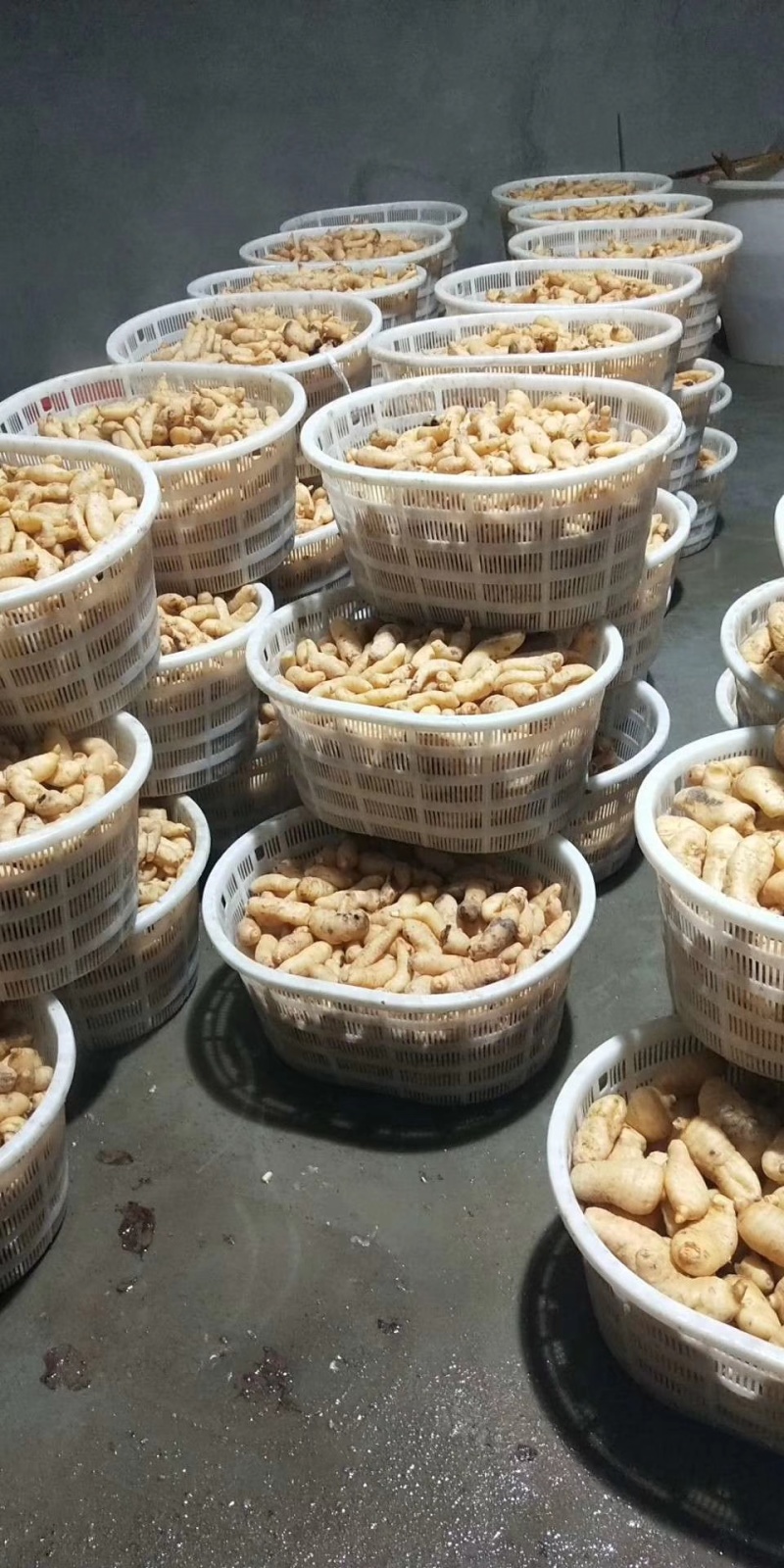 大别山精品无硫优质天麻片干天麻乌红天麻片产地一手货批发