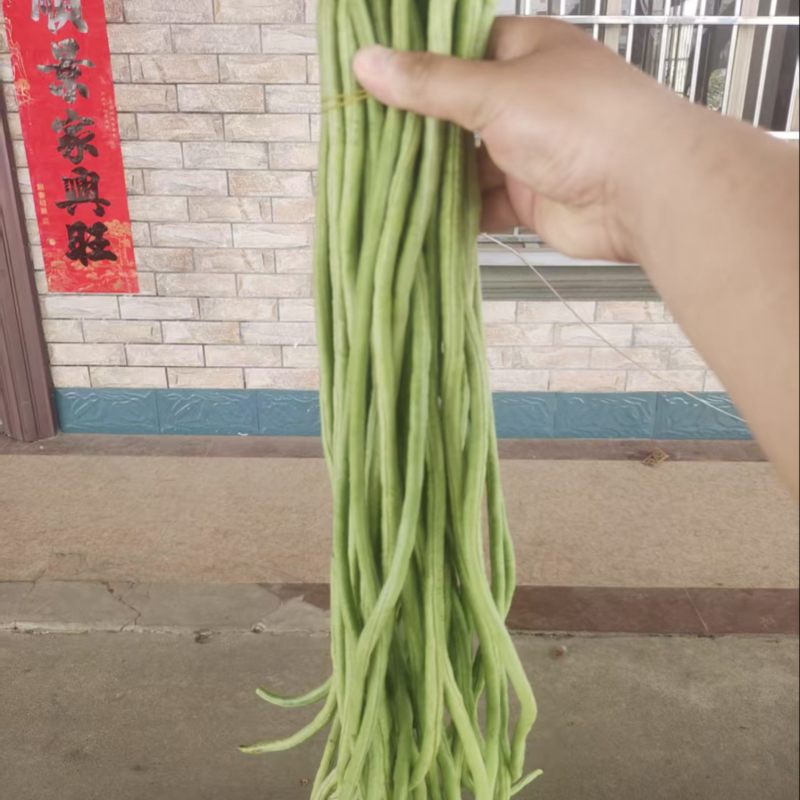 刚上市的精品豆角.非常好四季豆白不老，豆角