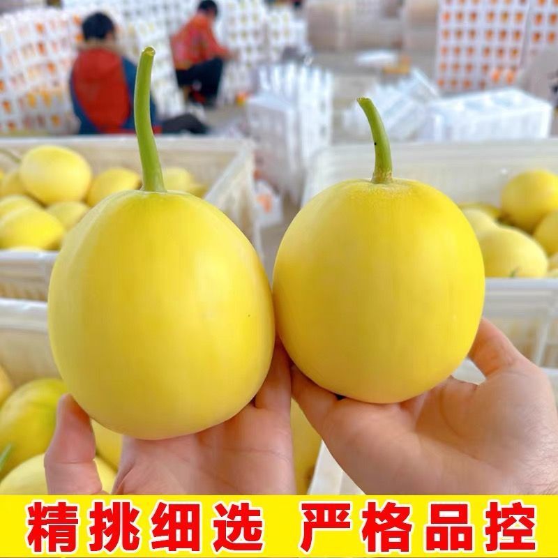 《热卖》山东正宗星甜二十甜瓜基地直发对接商超团购电商