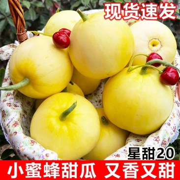 《热卖》山东正宗星甜二十甜瓜基地直发对接商超团购电商