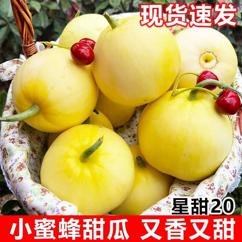 《热卖》山东正宗星甜二十甜瓜基地直发对接商超团购电商