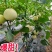 《热卖》山东正宗星甜二十甜瓜基地直发对接商超团购电商