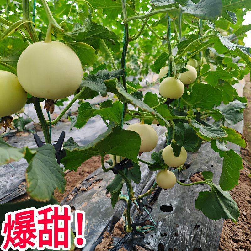 《热卖》山东正宗星甜二十甜瓜基地直发对接商超团购电商