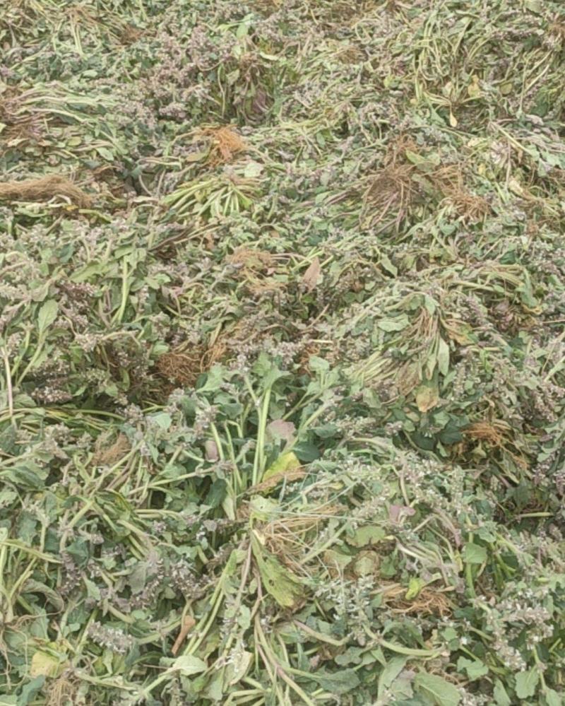 大别山野生白毛夏枯草水洗晒干