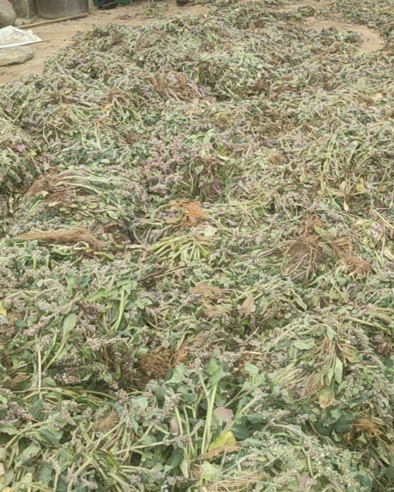 大别山野生白毛夏枯草水洗晒干