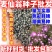 麦仙翁花种籽耐旱鲜花种子景观绿化林木盆栽花卉种子易播种好