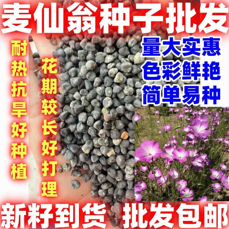 麦仙翁花种籽耐旱鲜花种子景观绿化林木盆栽花卉种子易播种好