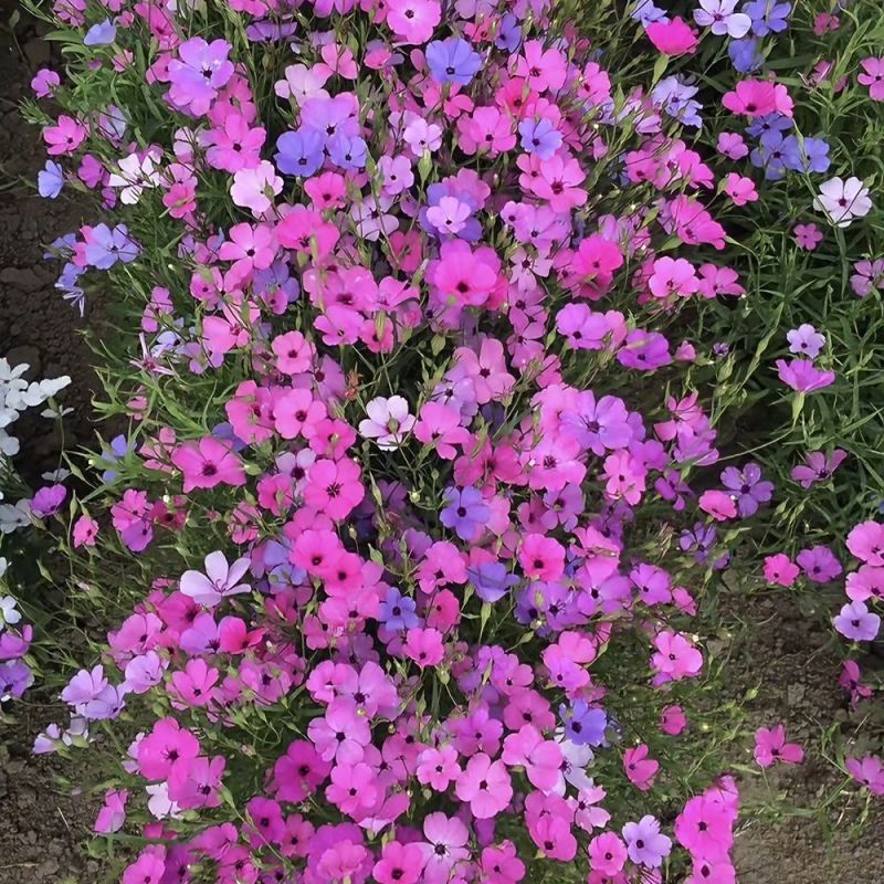 麦仙翁花种籽耐旱鲜花种子景观绿化林木盆栽花卉种子易播种好
