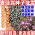 麦仙翁花种籽耐旱鲜花种子景观绿化林木盆栽花卉种子易播种好