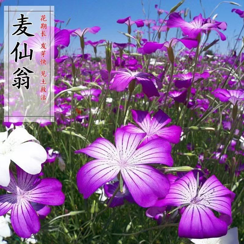 麦仙翁花种籽耐旱鲜花种子景观绿化林木盆栽花卉种子易播种好