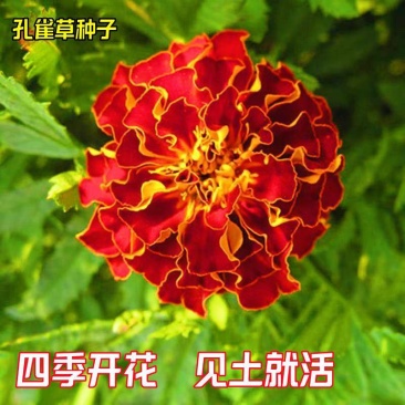 孔雀草花种子混色重瓣草花种子庭院室外景观花卉四季易种花草