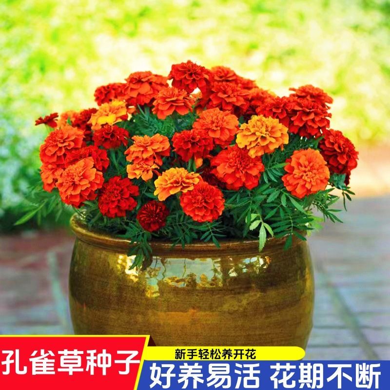 孔雀草花种子混色重瓣草花种子庭院室外景观花卉四季易种花草