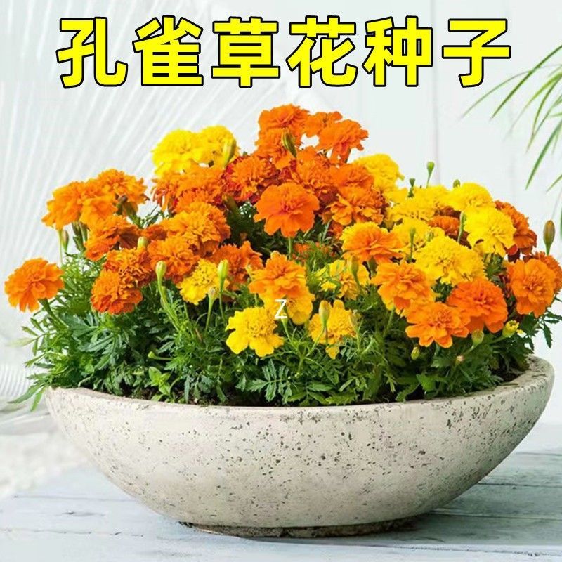 孔雀草花种子混色重瓣草花种子庭院室外景观花卉四季易种花草