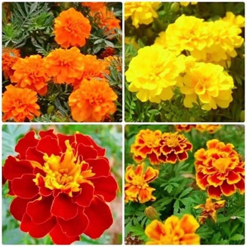 孔雀草花种子混色重瓣草花种子庭院室外景观花卉四季易种花草