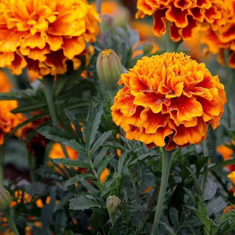 孔雀草花种子混色重瓣草花种子庭院室外景观花卉四季易种花草