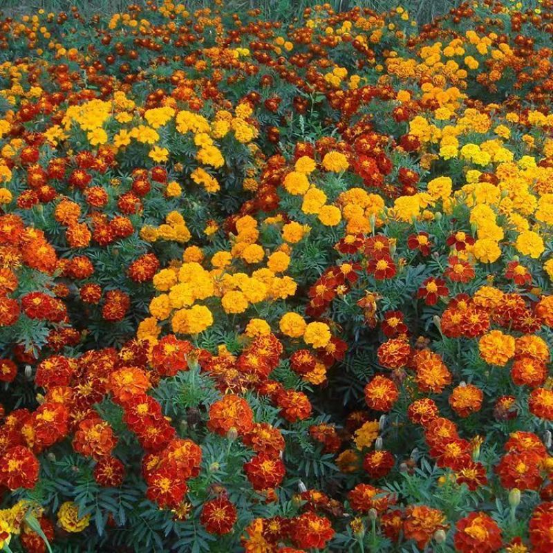 孔雀草花种子混色重瓣草花种子庭院室外景观花卉四季易种花草