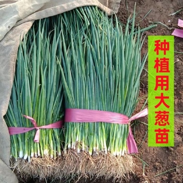山东铁杆葱苗产地直发，一手货源，价格优惠，欢迎采购