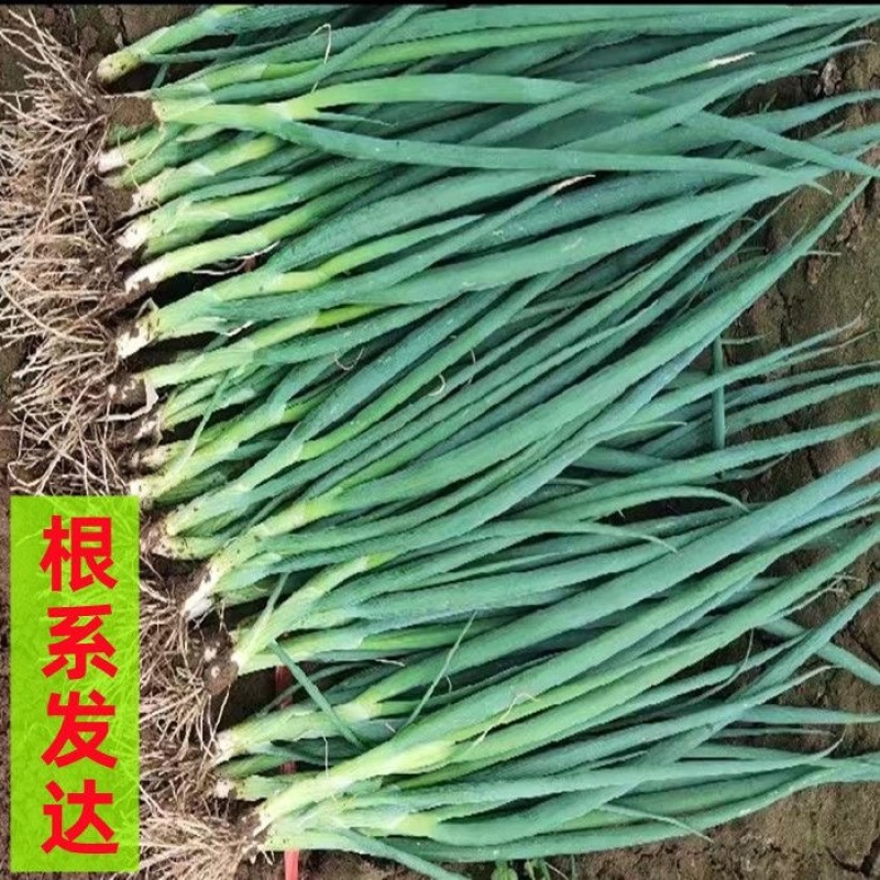 山东铁杆葱苗产地直发，一手货源，价格优惠，欢迎采购