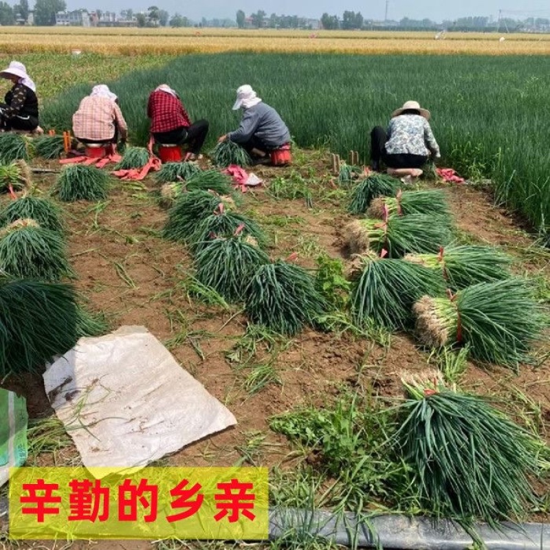 山东铁杆葱苗产地直发，一手货源，价格优惠，欢迎采购