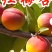 红梅杏