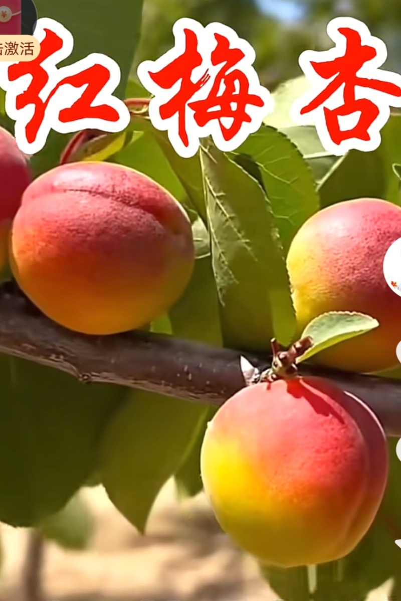 红梅杏
