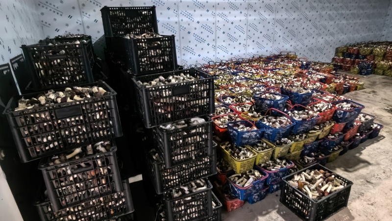 赤松茸新鲜上市，上车价2元，基地直发，日产3000斤