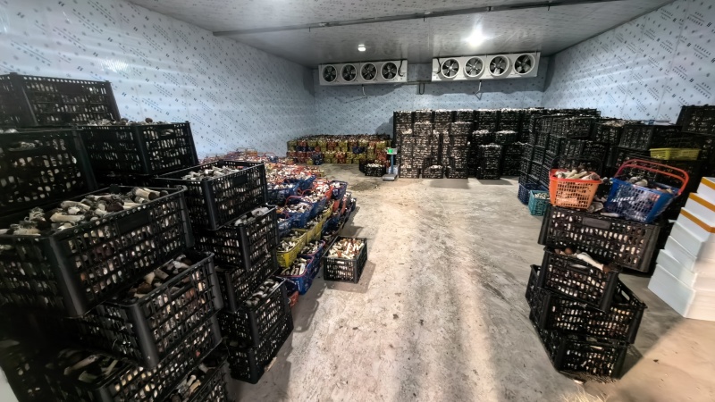 赤松茸新鲜上市，上车价2元，基地直发，日产3000斤