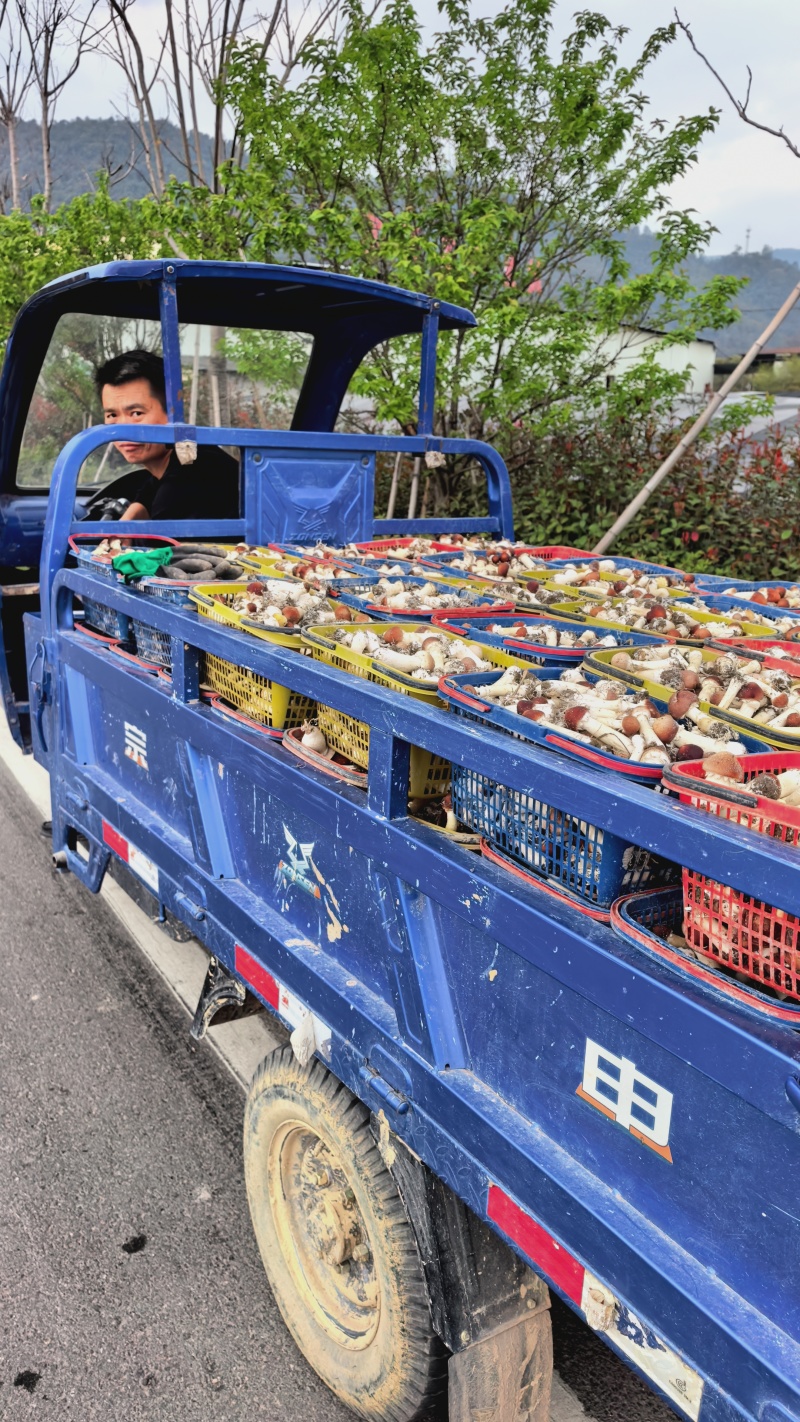 赤松茸新鲜上市，上车价2元，基地直发，日产3000斤