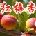 红梅杏