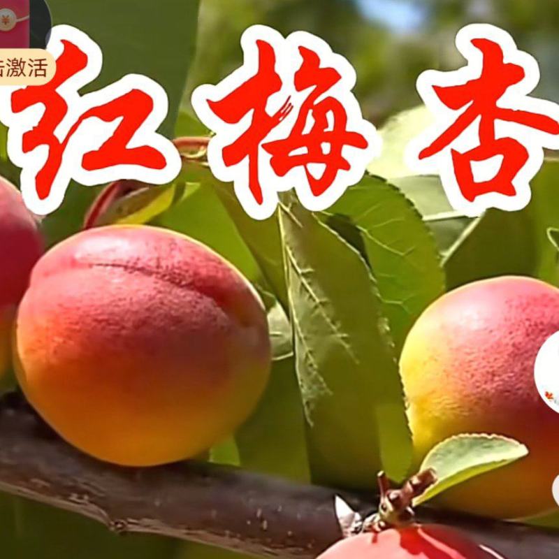 红梅杏