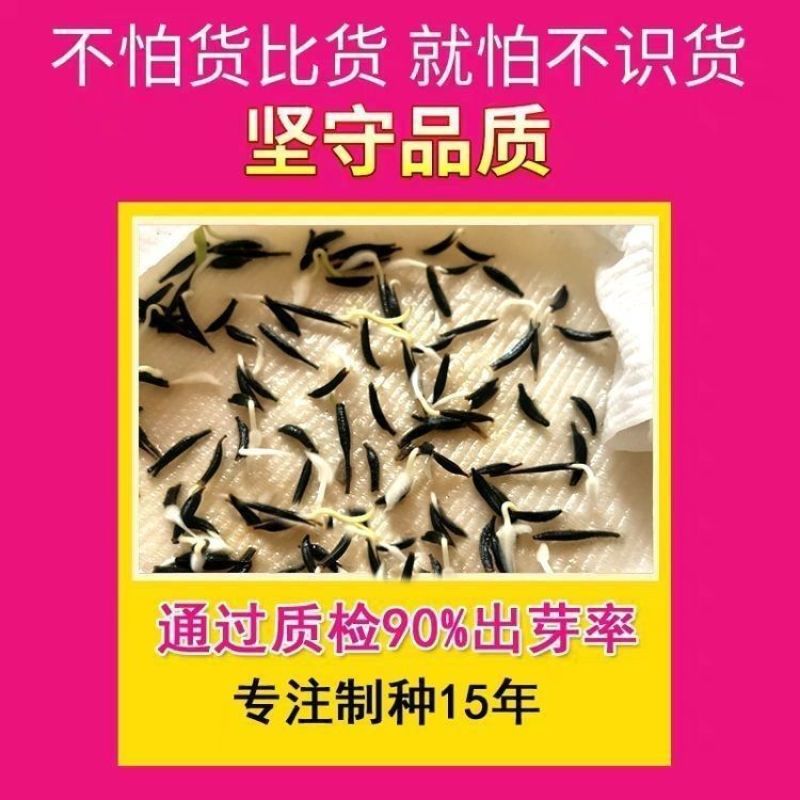 重瓣太阳花种子花种籽子四季播种开花混色阳台花籽易种活盆栽