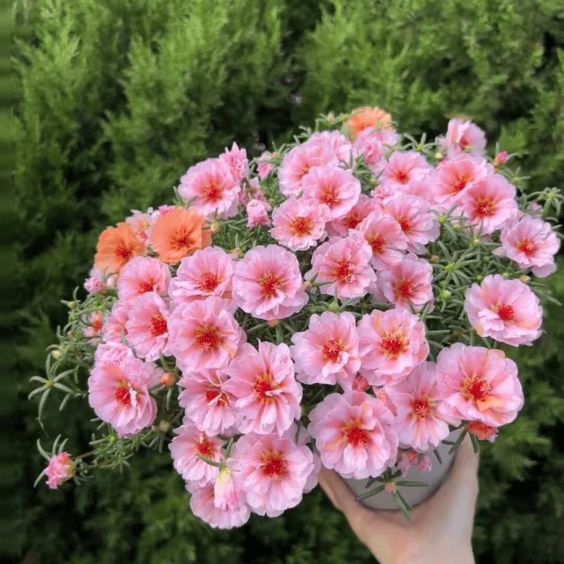重瓣太阳花种子花种籽子四季播种开花混色阳台花籽易种活盆栽